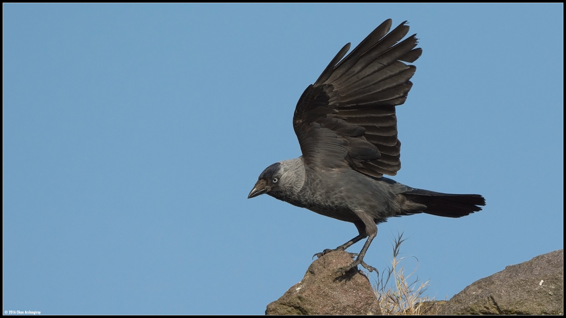 Nikon D7100 + Nikon AF-S Nikkor 500mm F4G ED VR sample photo. Western jackdaw, coloeus monedula photography