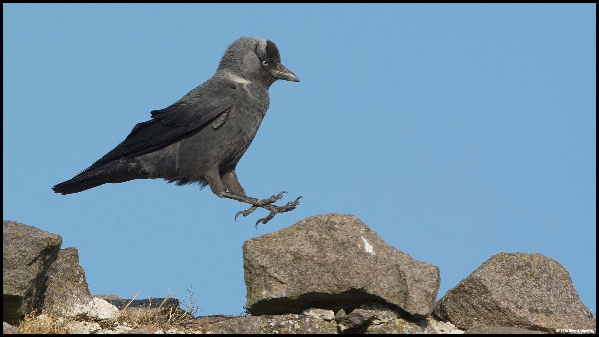 Nikon D7100 + Nikon AF-S Nikkor 500mm F4G ED VR sample photo. Western jackdaw, coloeus monedula photography