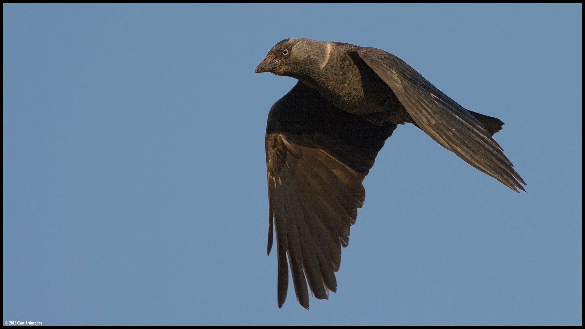 Nikon D7100 + Nikon AF-S Nikkor 500mm F4G ED VR sample photo. Western jackdaw, coloeus monedula photography