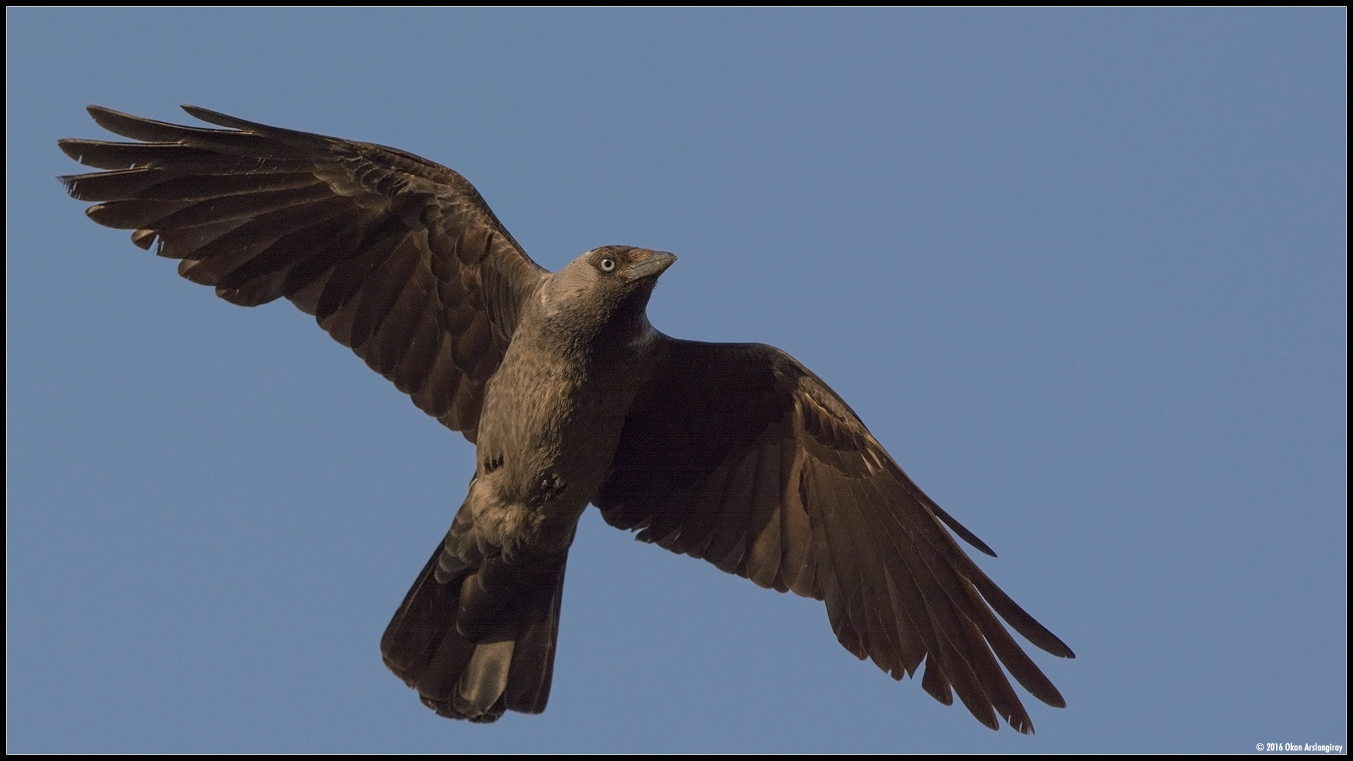 Nikon D7100 + Nikon AF-S Nikkor 500mm F4G ED VR sample photo. Western jackdaw, coloeus monedula photography