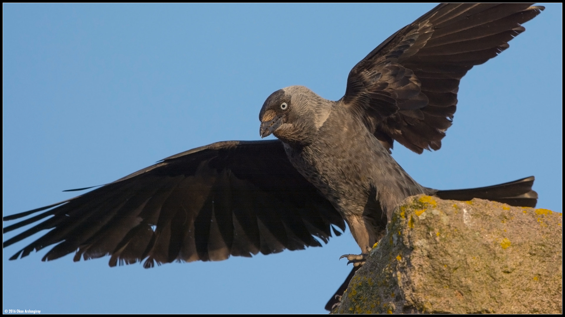 Nikon D7100 + Nikon AF-S Nikkor 500mm F4G ED VR sample photo. Western jackdaw, coloeus monedula photography