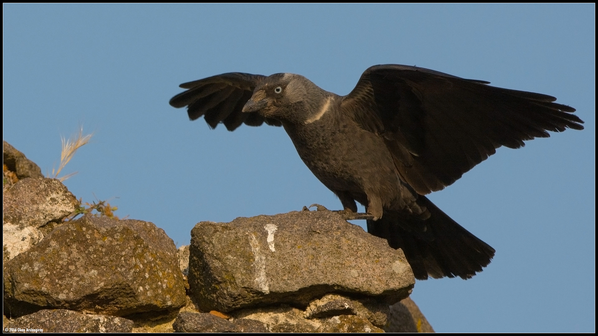 Nikon D7100 + Nikon AF-S Nikkor 500mm F4G ED VR sample photo. Western jackdaw, coloeus monedula photography