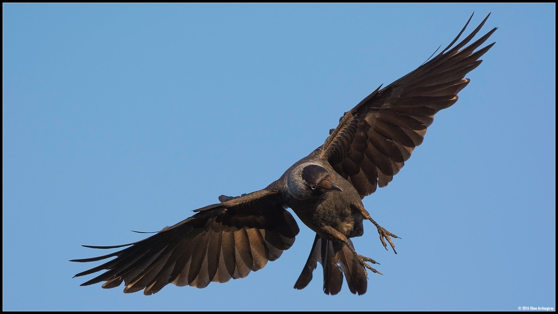 Nikon D7100 + Nikon AF-S Nikkor 500mm F4G ED VR sample photo. Western jackdaw, coloeus monedula photography