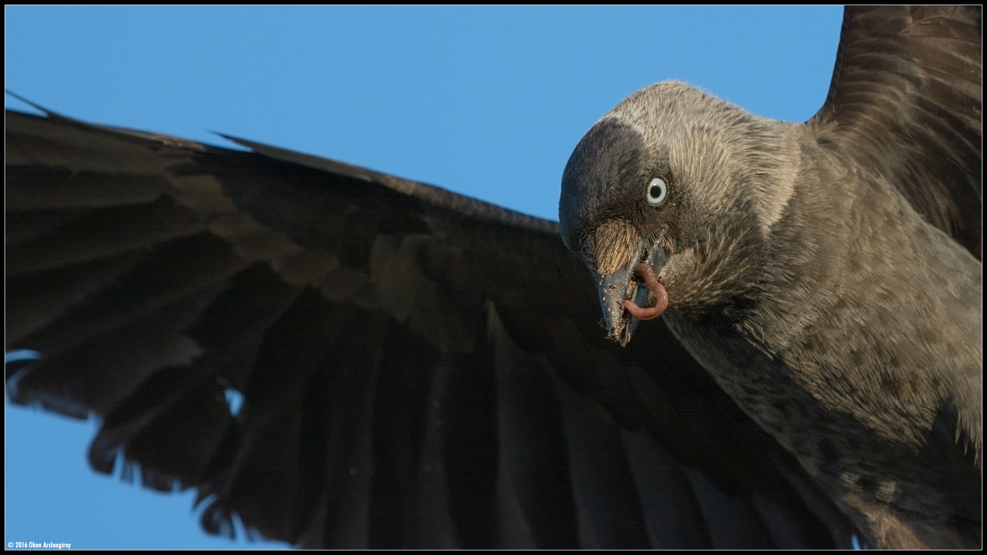 Nikon D7100 + Nikon AF-S Nikkor 500mm F4G ED VR sample photo. Western jackdaw, coloeus monedula photography