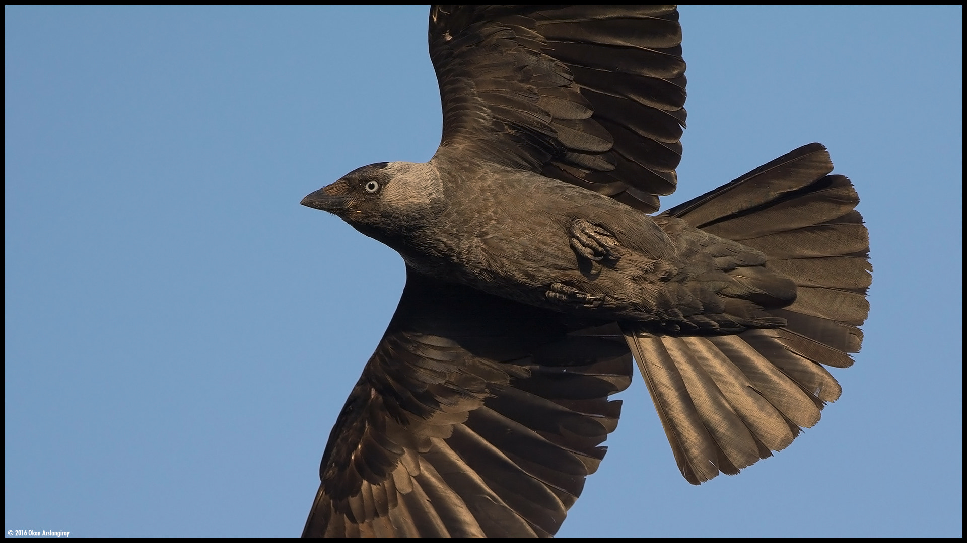 Nikon AF-S Nikkor 500mm F4G ED VR sample photo. Western jackdaw, coloeus monedula photography