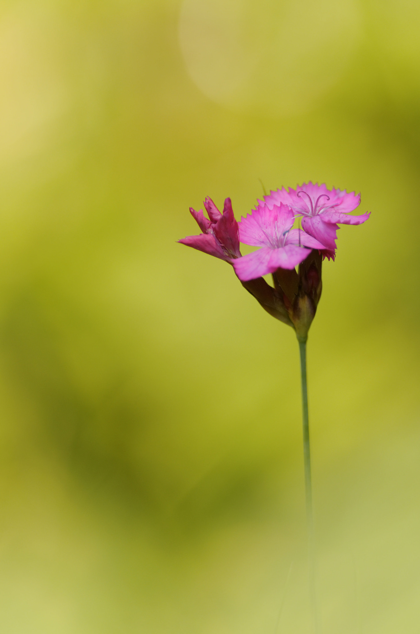 Pentax K-5 II sample photo. Violet trio photography