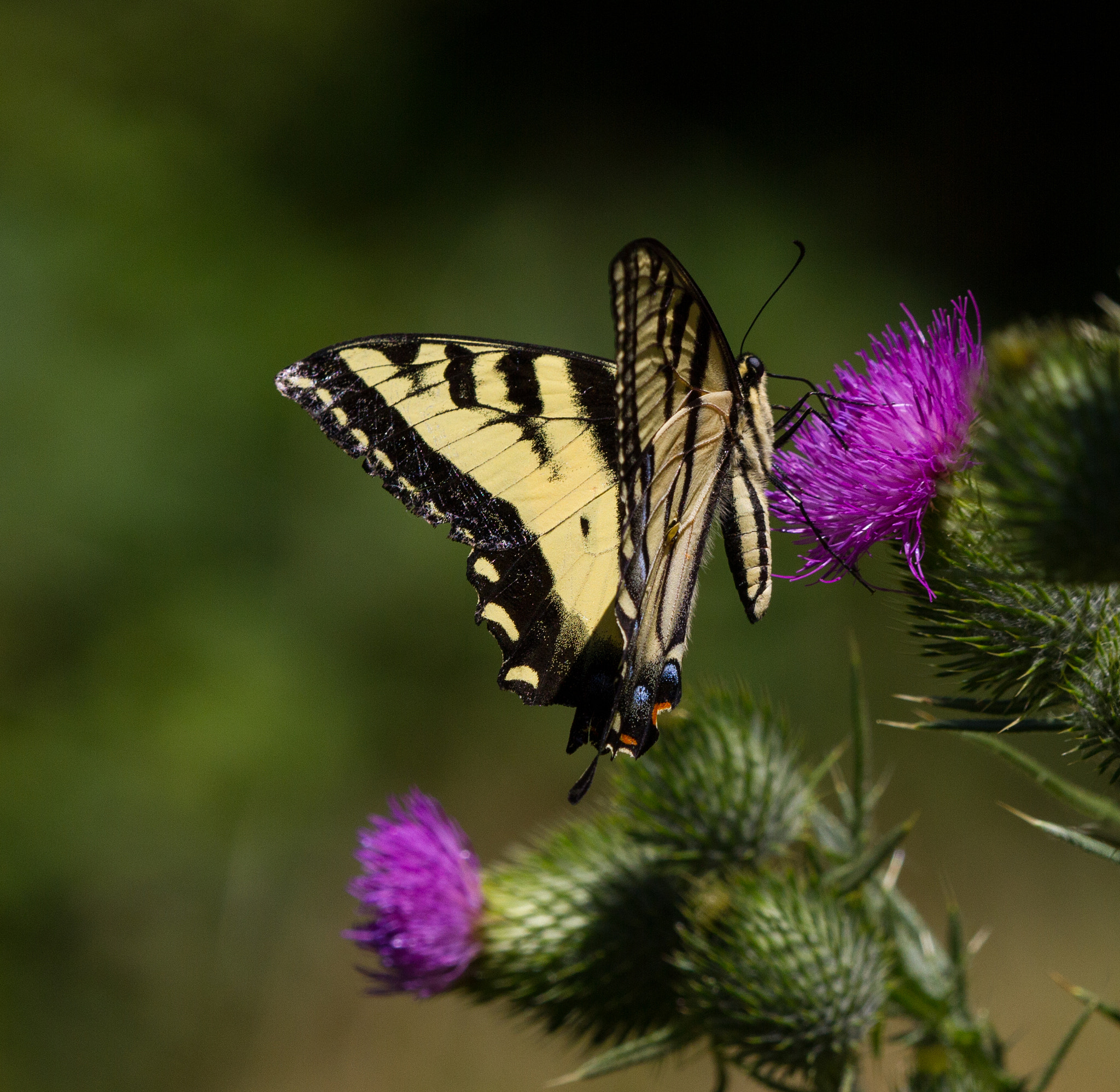 Canon EF 180mm F3.5L Macro USM sample photo. Tiger swallow tail photography