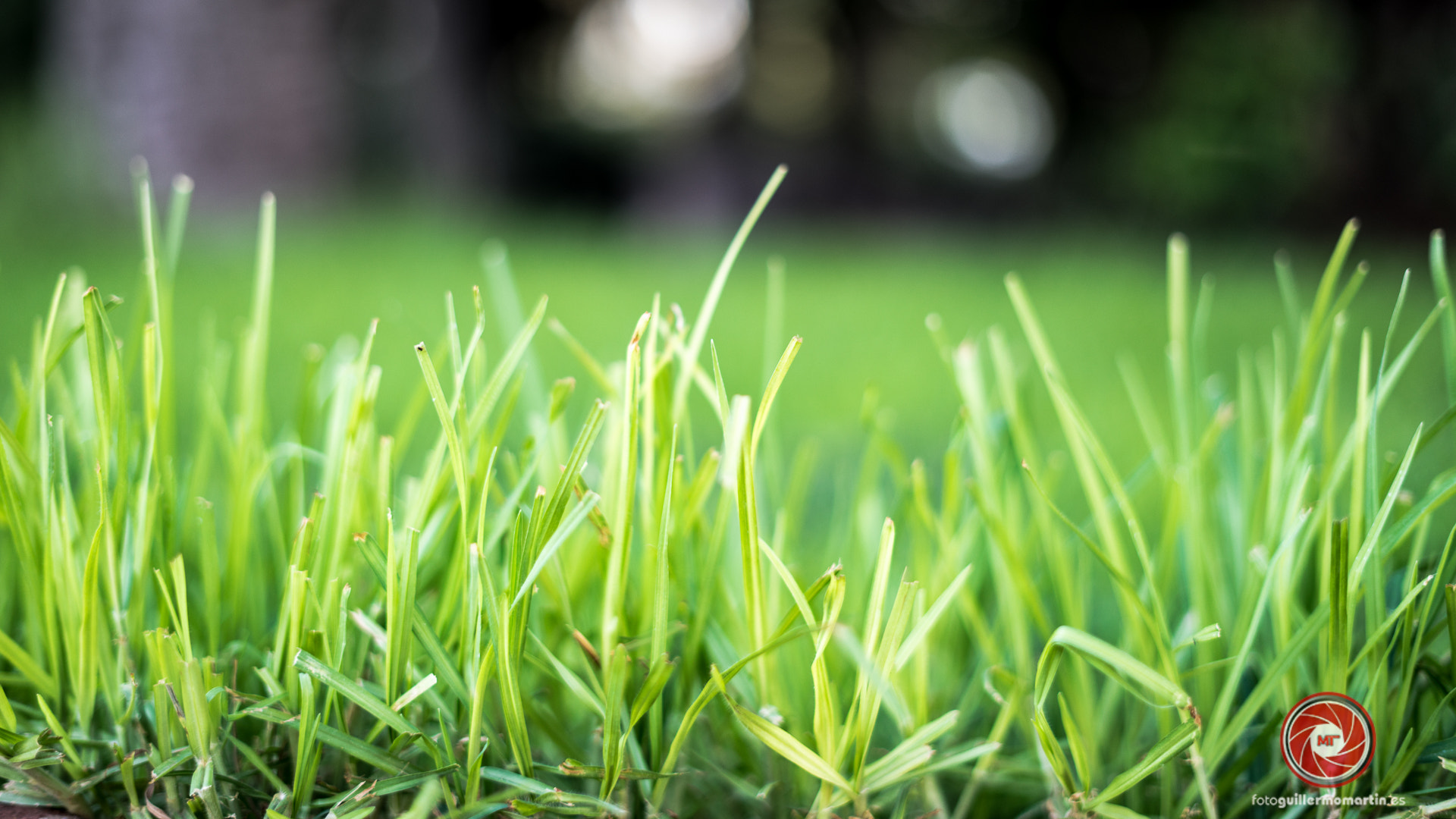 Sony a7R + Sony FE 50mm F1.8 sample photo. Freshness photography