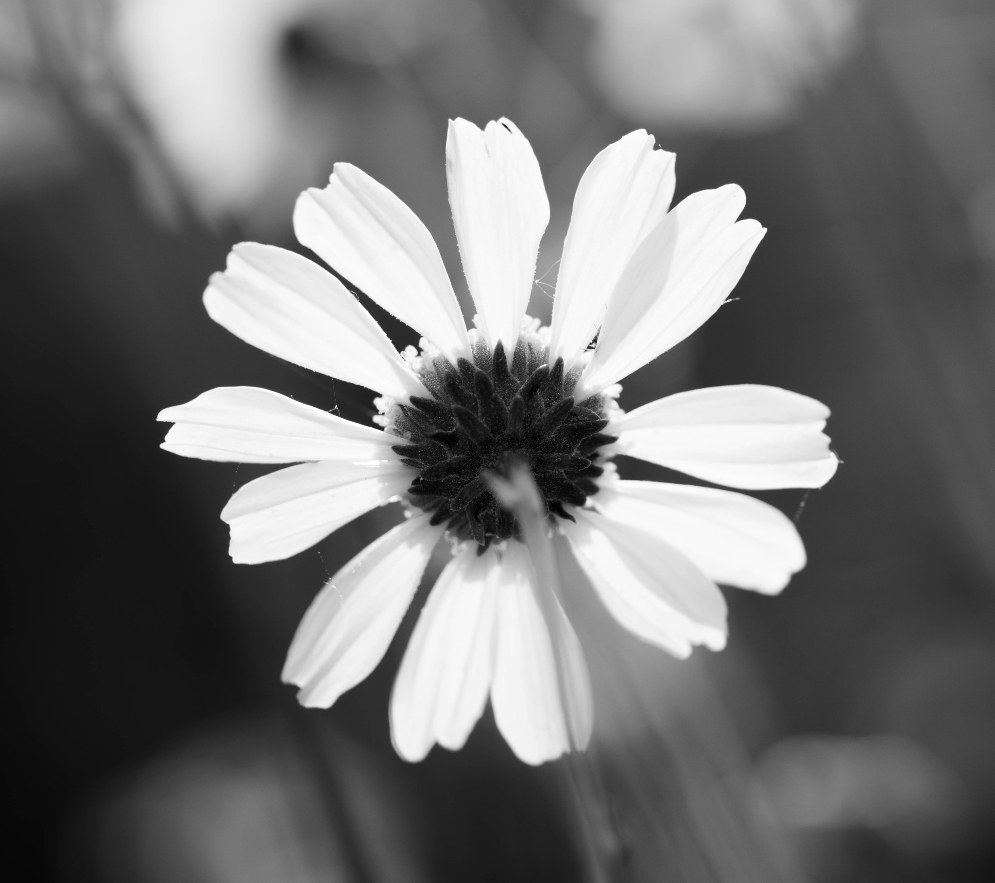 Sony 50mm F2.8 Macro sample photo. X-ray daisy photography