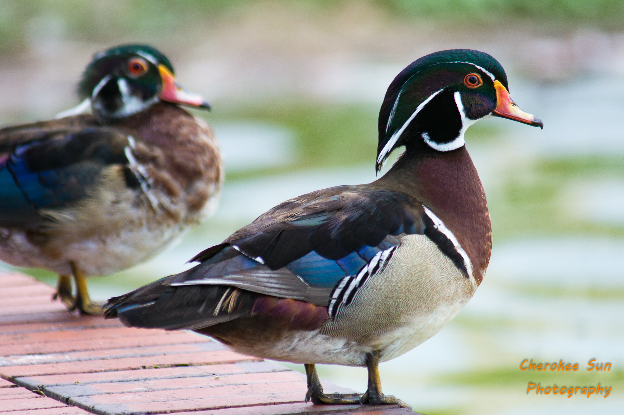 Sony SLT-A57 + Tamron SP AF 200-500mm F5-6.3 Di LD (IF) sample photo. Wood ducks at lake morton photography