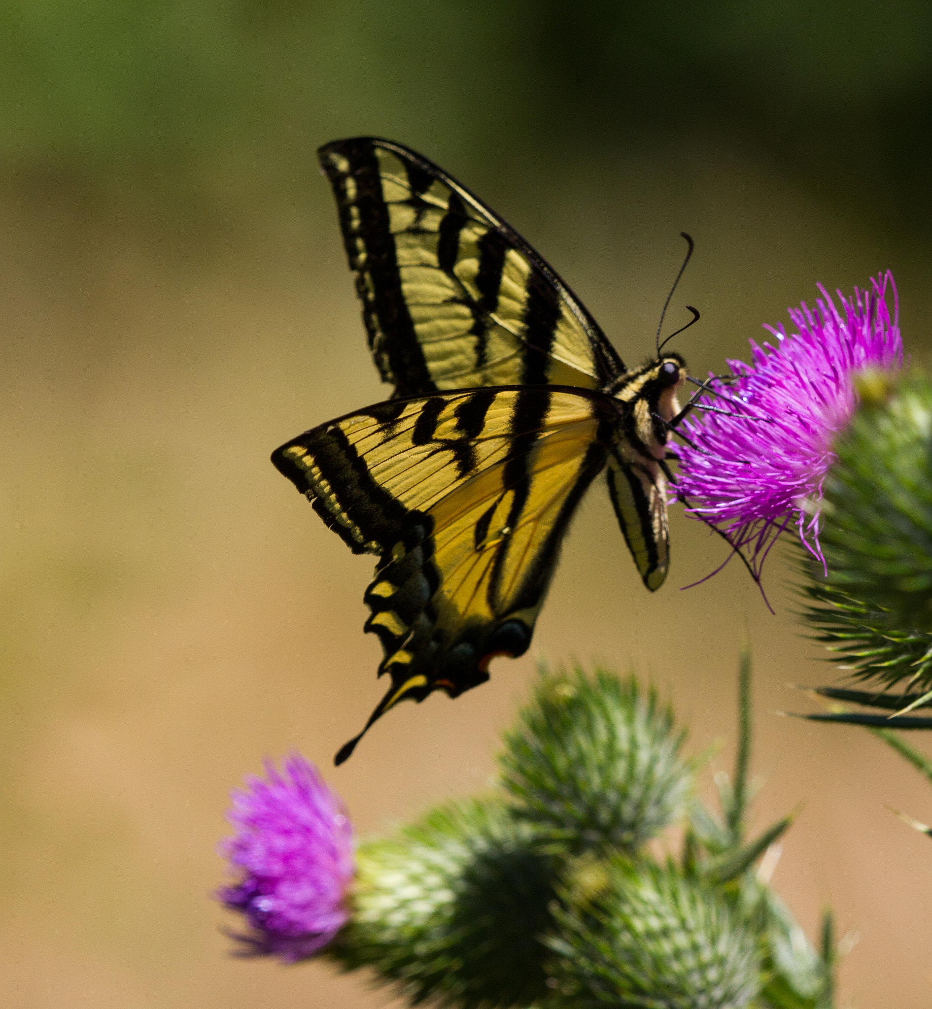 Canon EF 180mm F3.5L Macro USM sample photo. Swallow tail photography