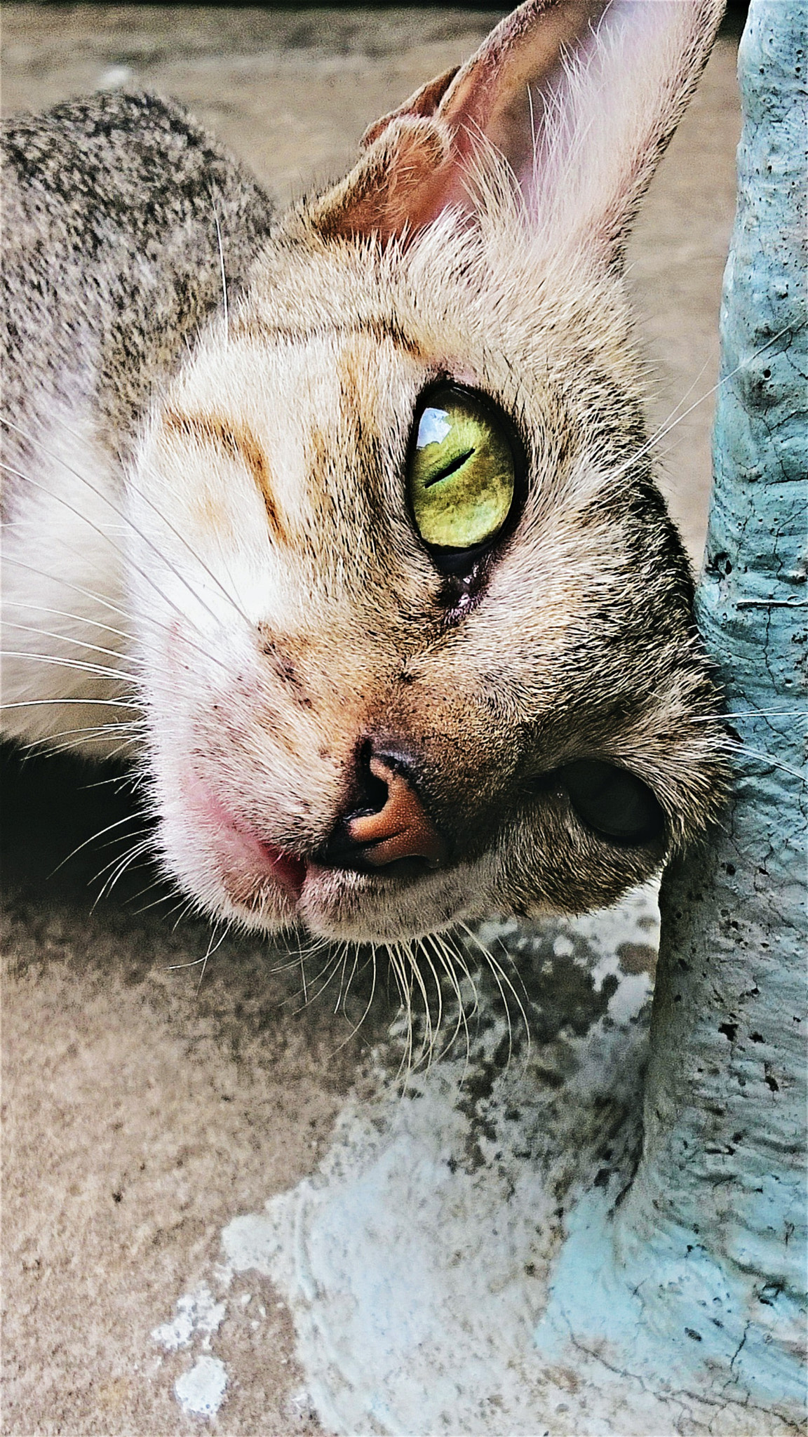 Nokia Lumia 730 Dual SIM sample photo. House#cat#scary  photography
