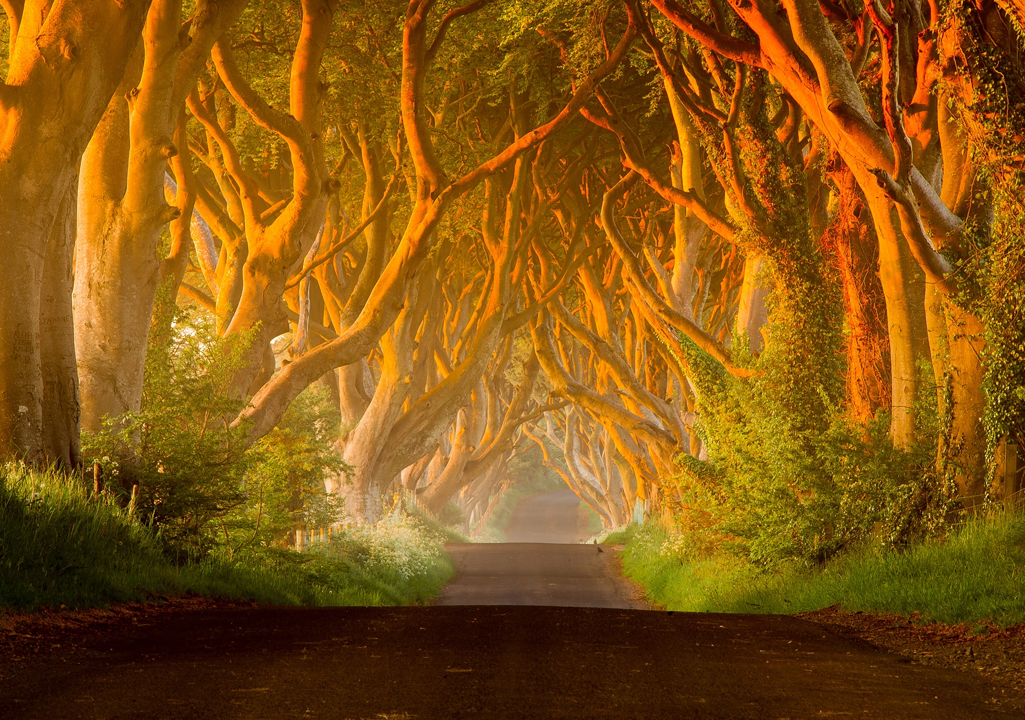 AF Zoom-Nikkor 80-200mm f/2.8 ED sample photo. The dark hedges photography