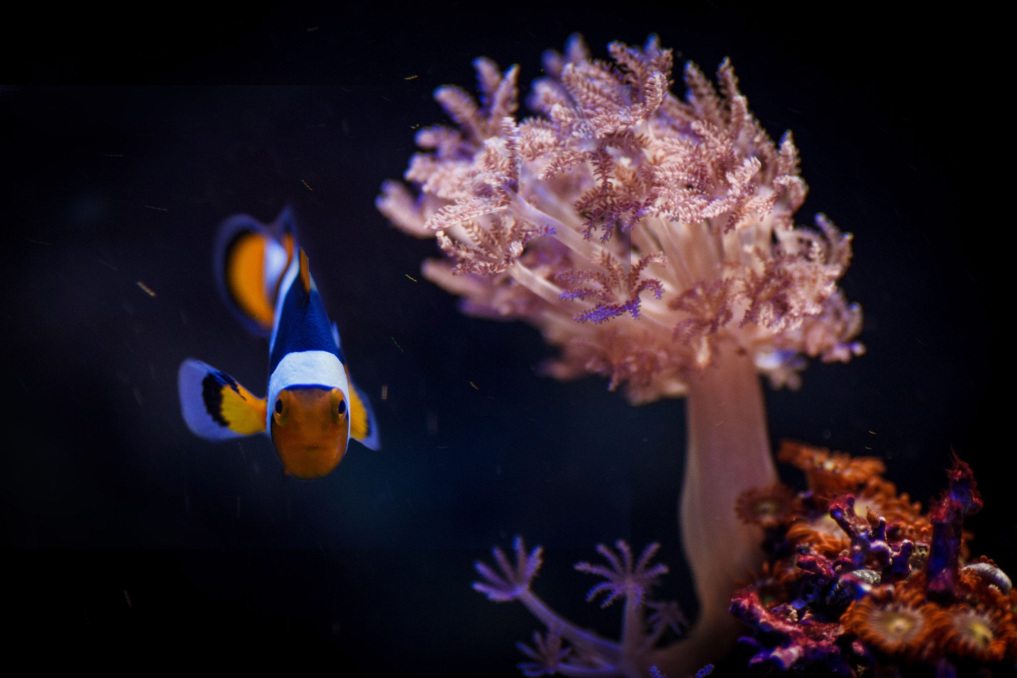 Sigma 70-300mm F4-5.6 APO DG Macro sample photo. Nemo resting under a tree photography