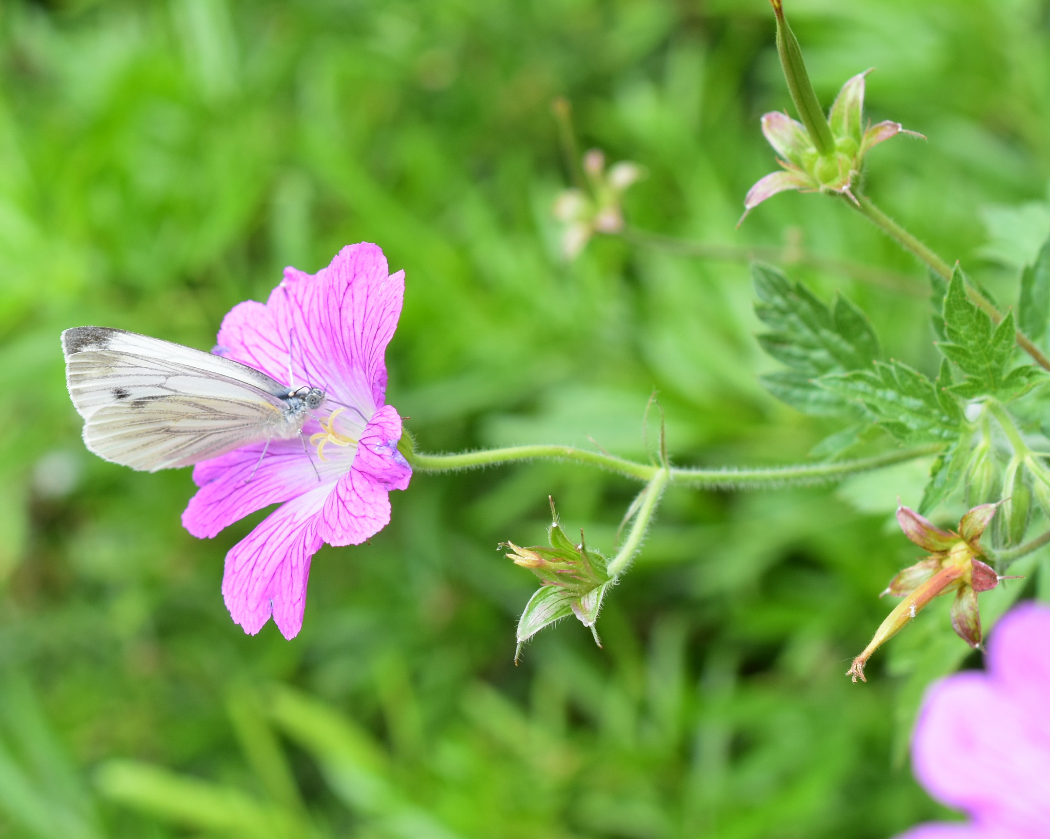 Nikon D5500 + Nikon AF-S DX Micro Nikkor 40mm F2.8 sample photo. Green veined white butterfly photography