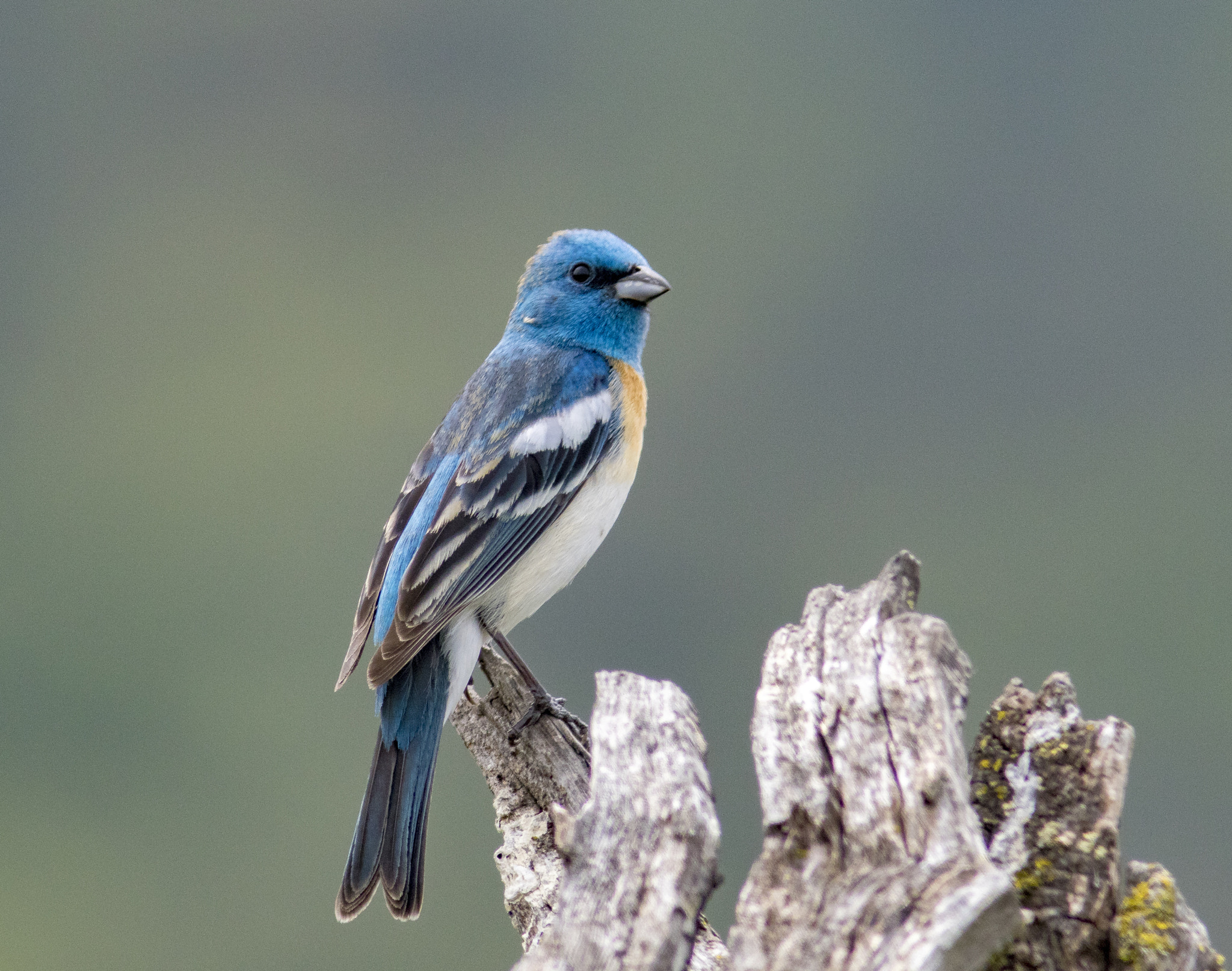 Canon EF 300mm F4L IS USM sample photo. 199a1018.jpg photography
