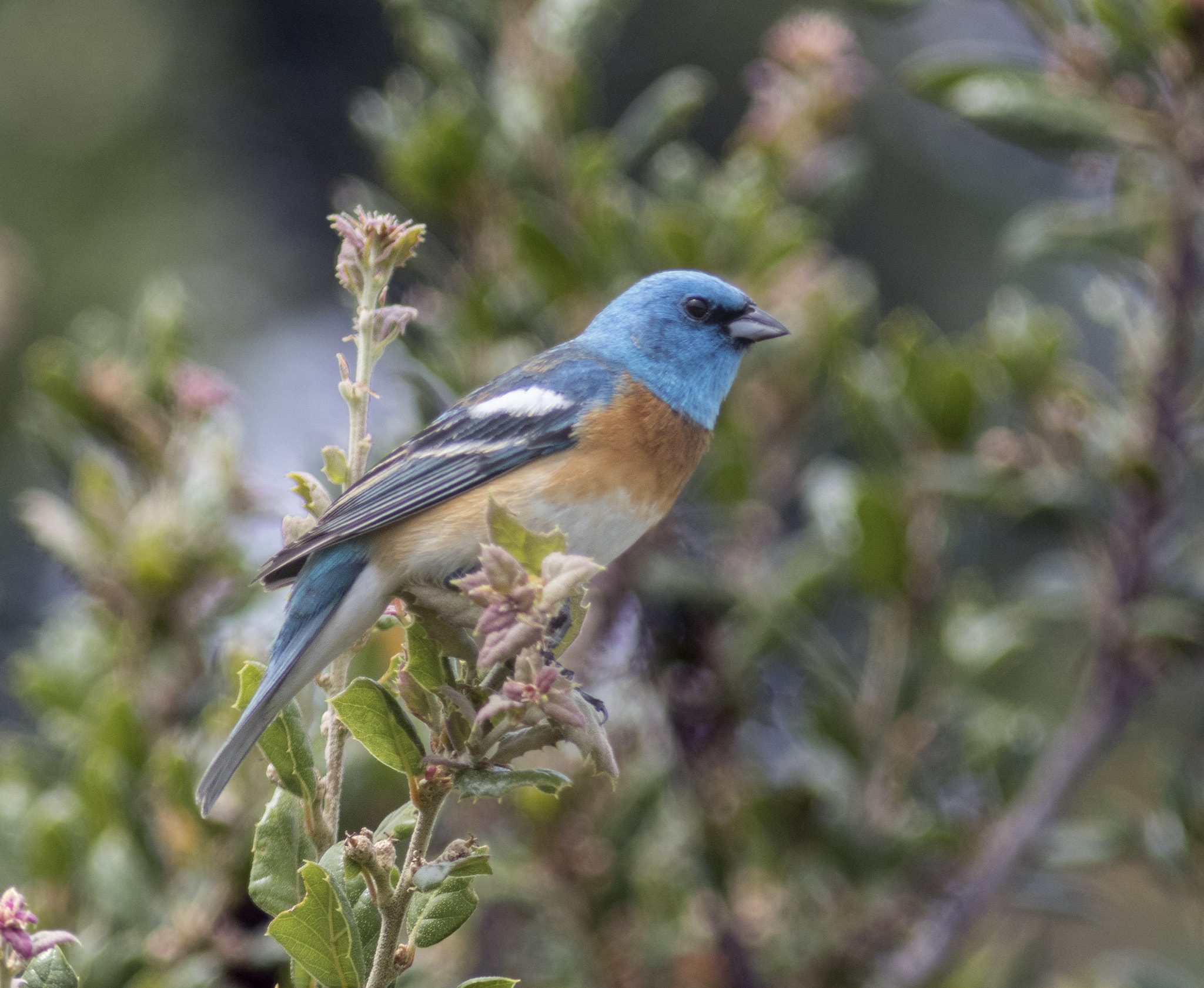 Canon EF 300mm F4L IS USM sample photo. 199a1531.jpg photography
