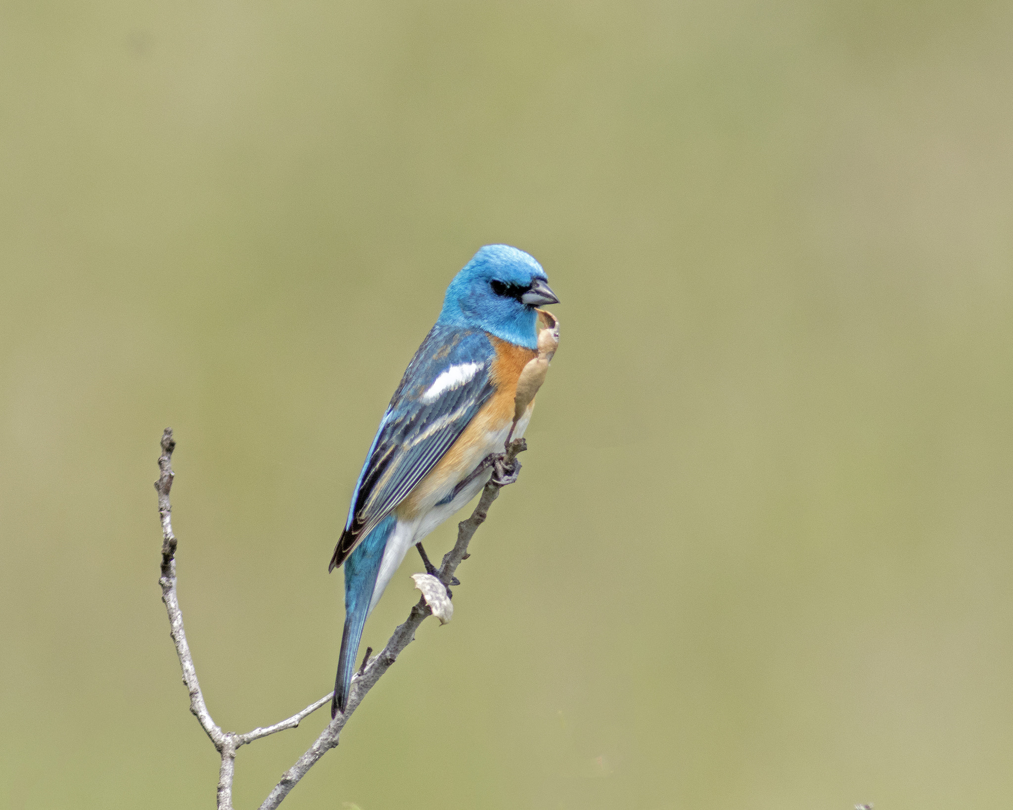 Canon EF 300mm F4L IS USM sample photo. 199a1548.jpg photography
