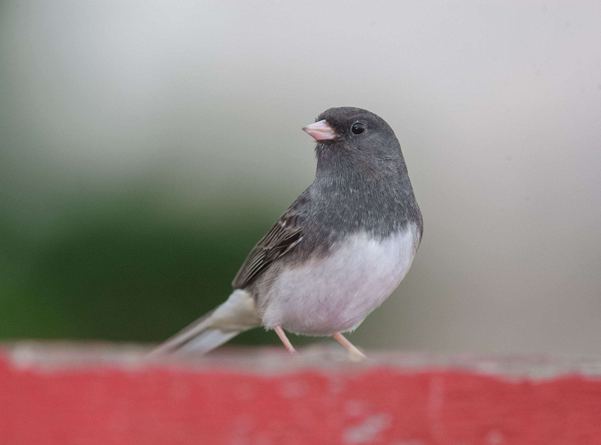 Canon EF 300mm F4L IS USM sample photo. A17i6353.jpg photography