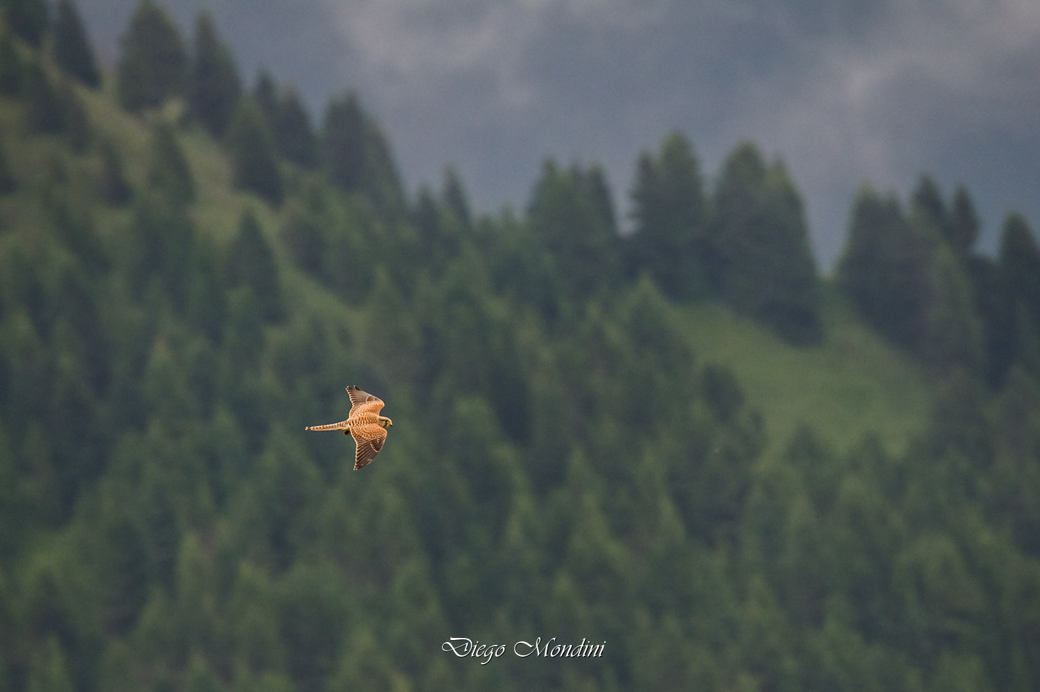 Nikon D4 sample photo. Finalmente photography