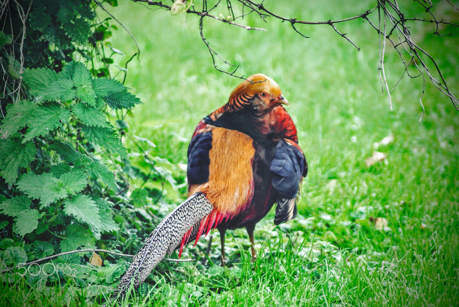 Sony Alpha DSLR-A200 sample photo. Golden pheasant photography