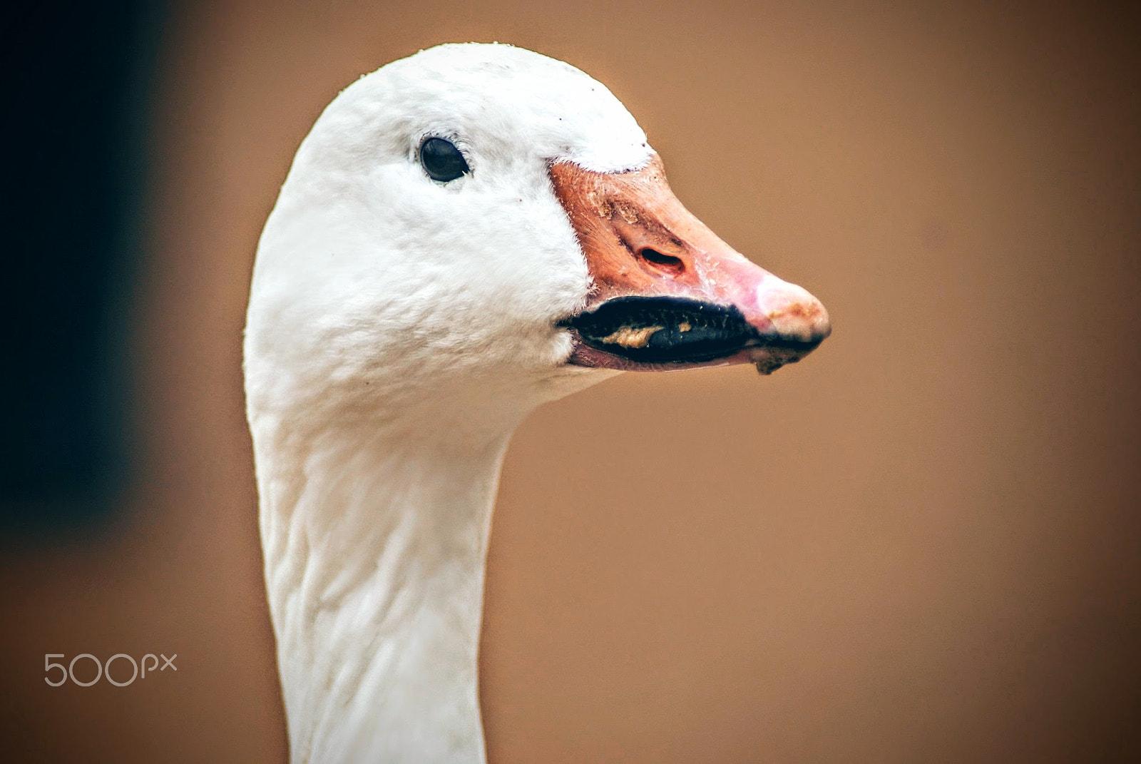 Sony Alpha DSLR-A200 + Tamron Lens (255) sample photo. Goose photography