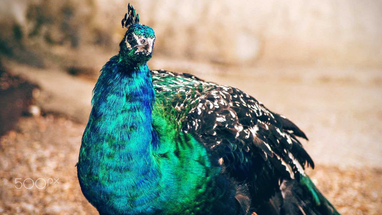 Sony Alpha DSLR-A200 + Tamron Lens (255) sample photo. Peacock photography