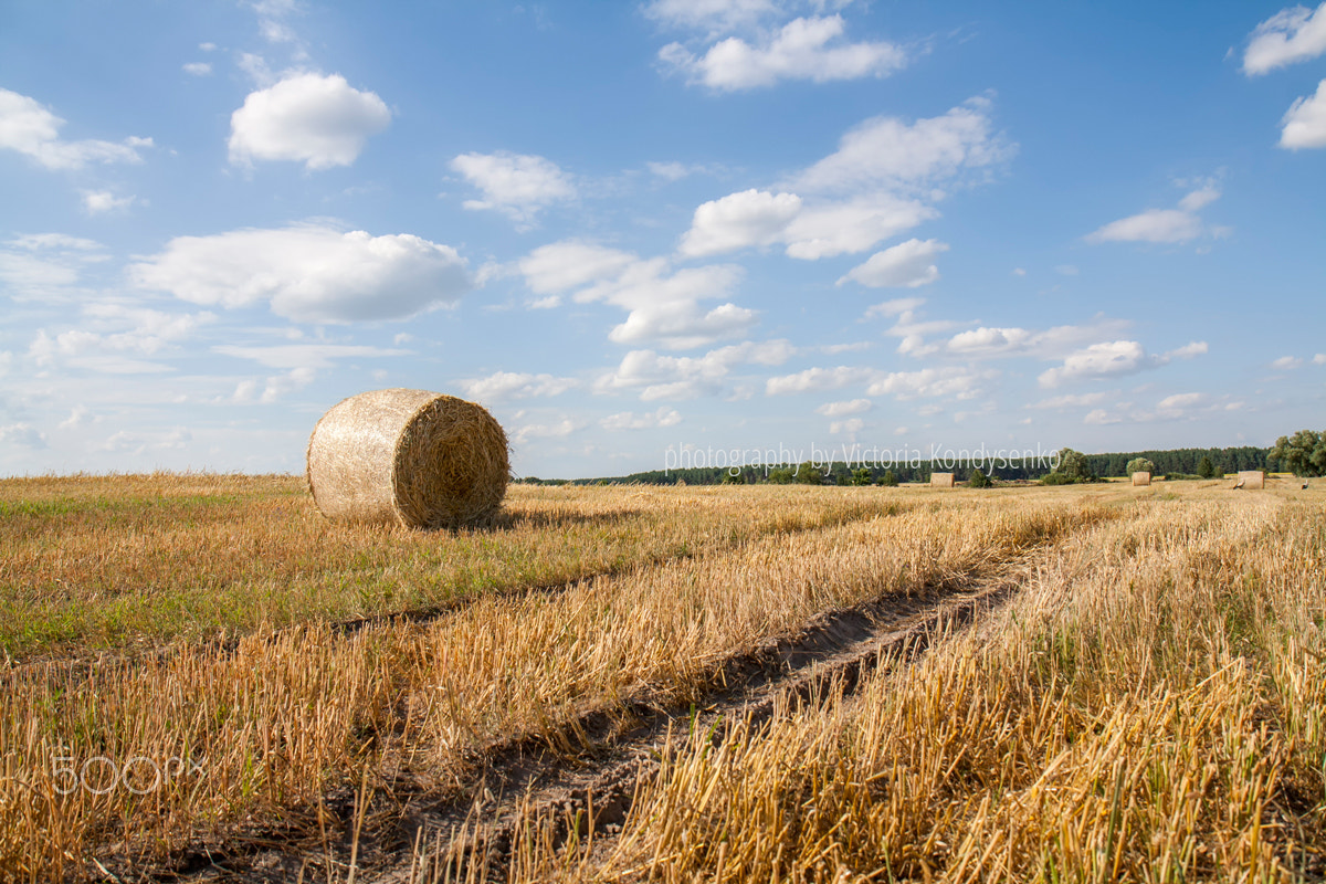 Canon EOS 1000D (EOS Digital Rebel XS / EOS Kiss F) sample photo. Straw bales in fields farmland with blue cloudy sky photography
