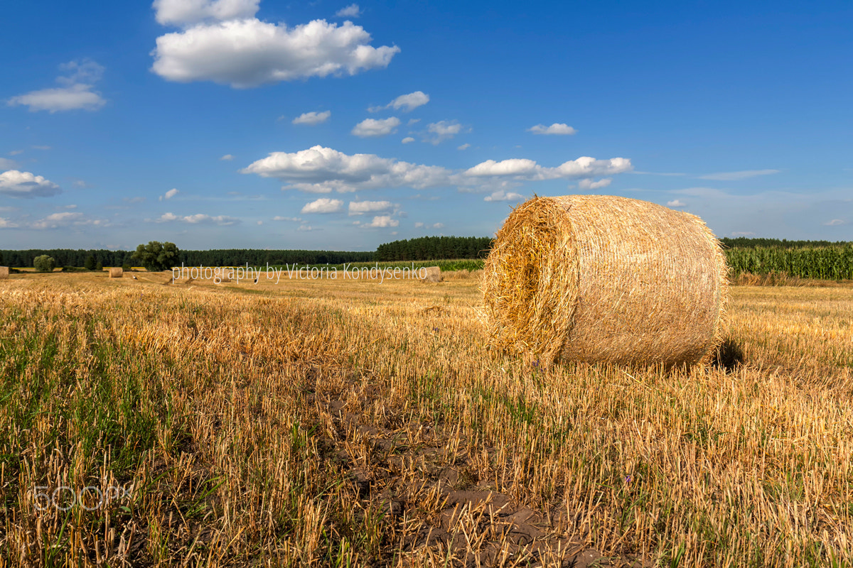 Canon EOS 1000D (EOS Digital Rebel XS / EOS Kiss F) sample photo. Straw bales in fields farmland with blue cloudy sky photography