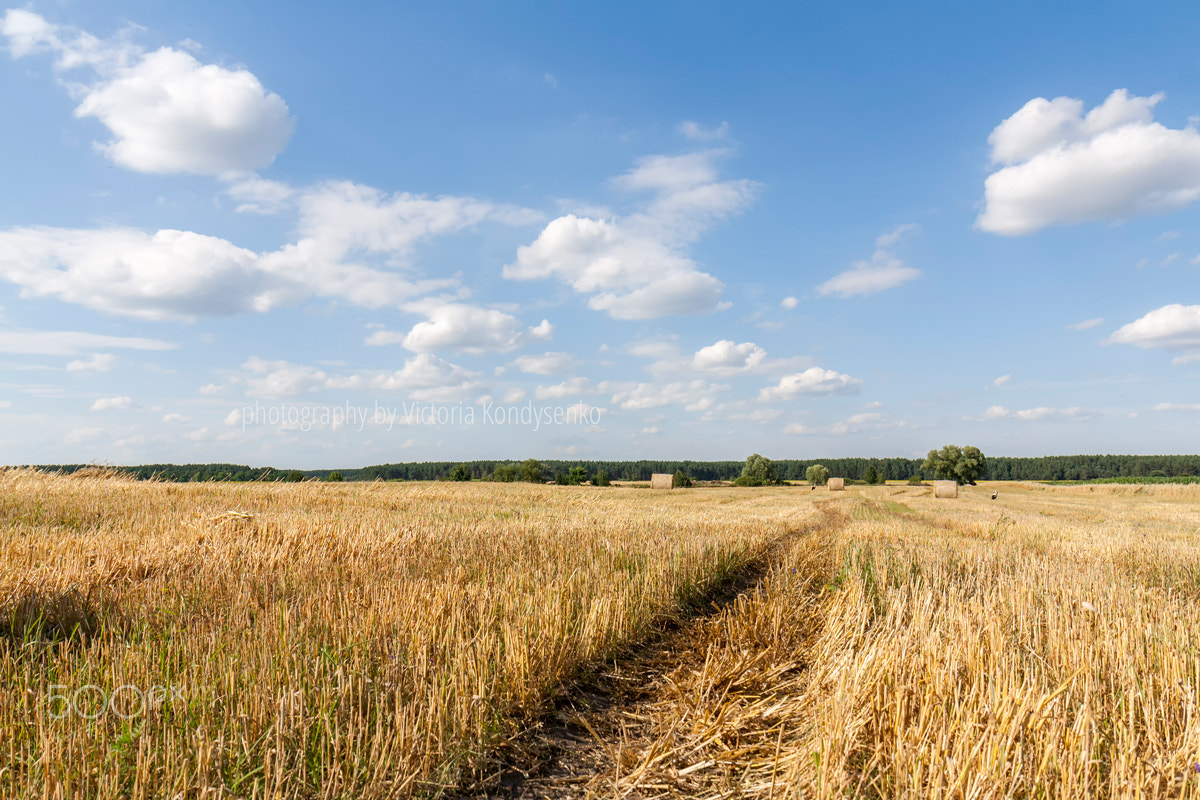 Canon EOS 1000D (EOS Digital Rebel XS / EOS Kiss F) sample photo. Straw bales in fields farmland with blue cloudy sky photography