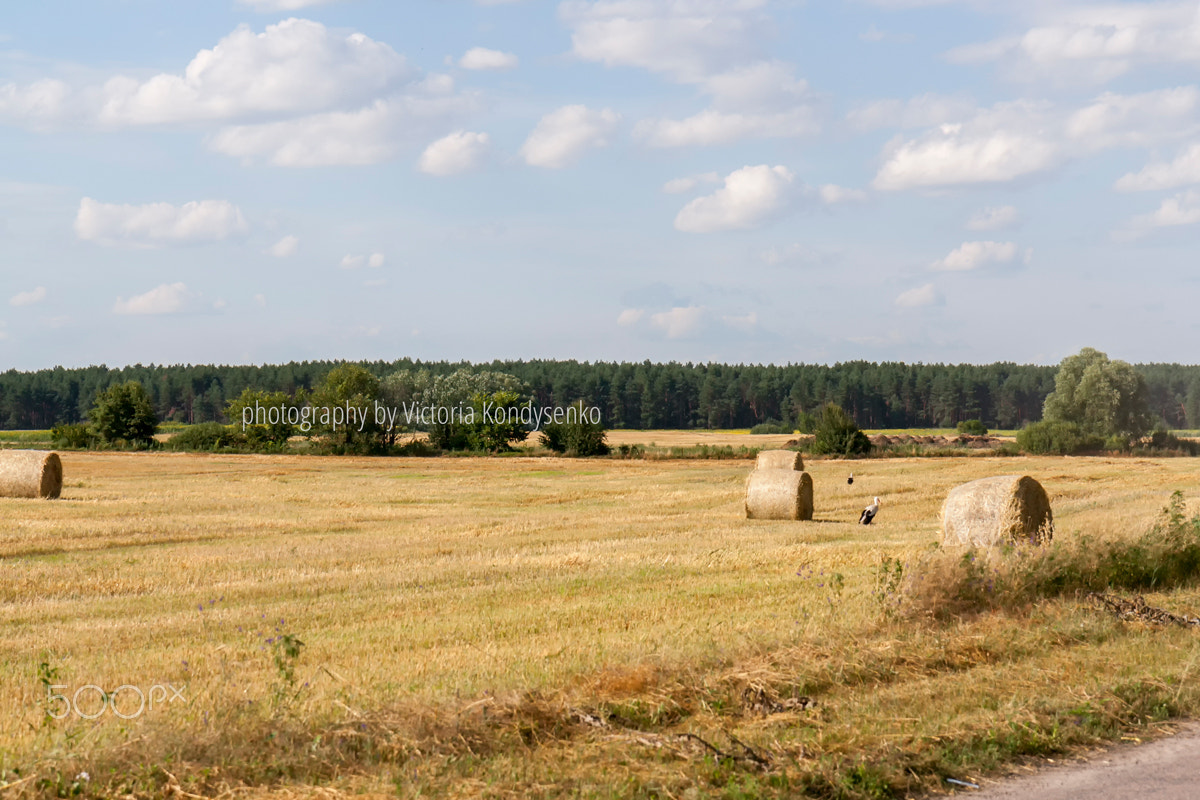 Canon EOS 1000D (EOS Digital Rebel XS / EOS Kiss F) sample photo. Straw bales and storks in fields farmland photography