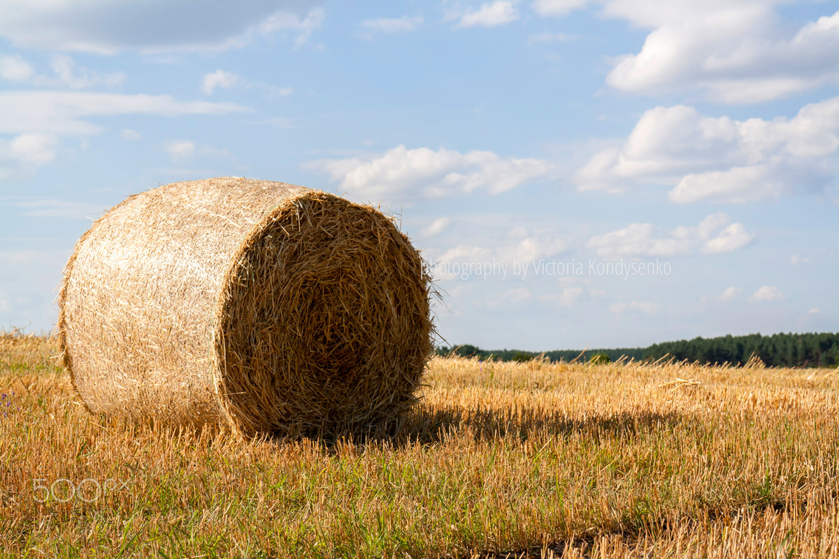Canon EOS 1000D (EOS Digital Rebel XS / EOS Kiss F) sample photo. Straw bales in fields farmland with blue cloudy sky photography