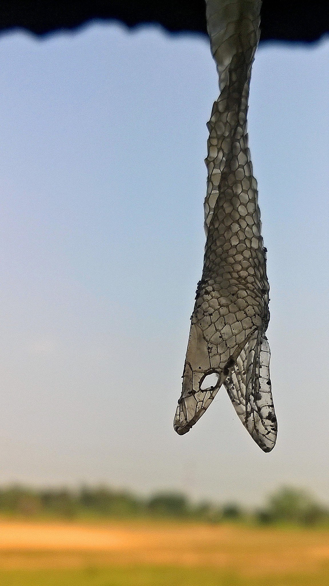 Nokia Lumia 730 Dual SIM sample photo. Shed#snake#skin photography