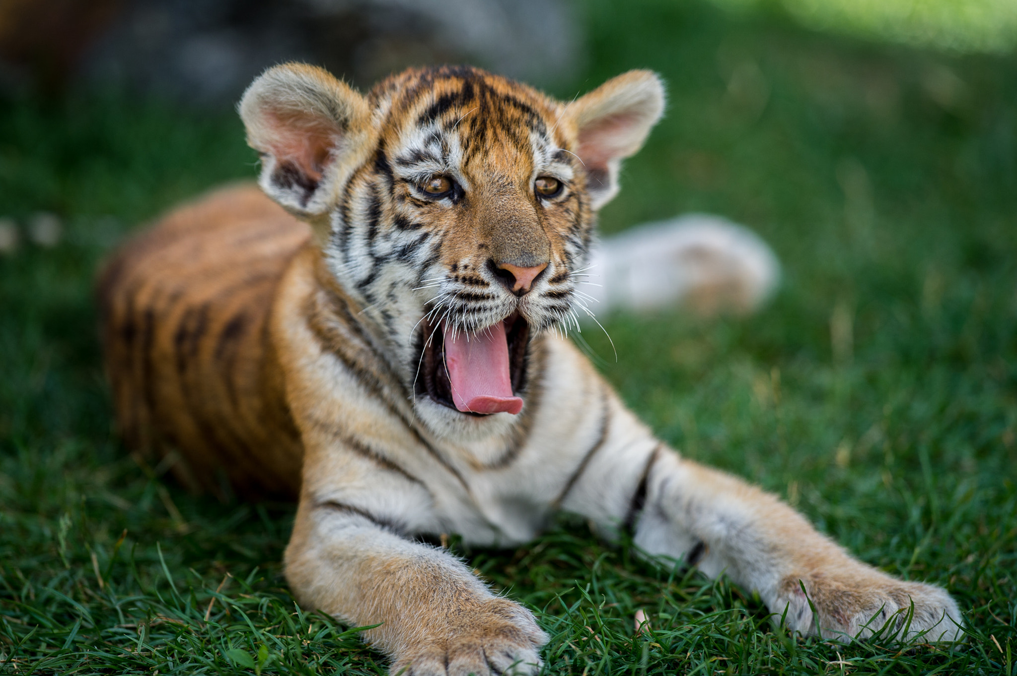 Nikon AF-S Nikkor 400mm F2.8G ED VR II sample photo. I am so sleepy photography
