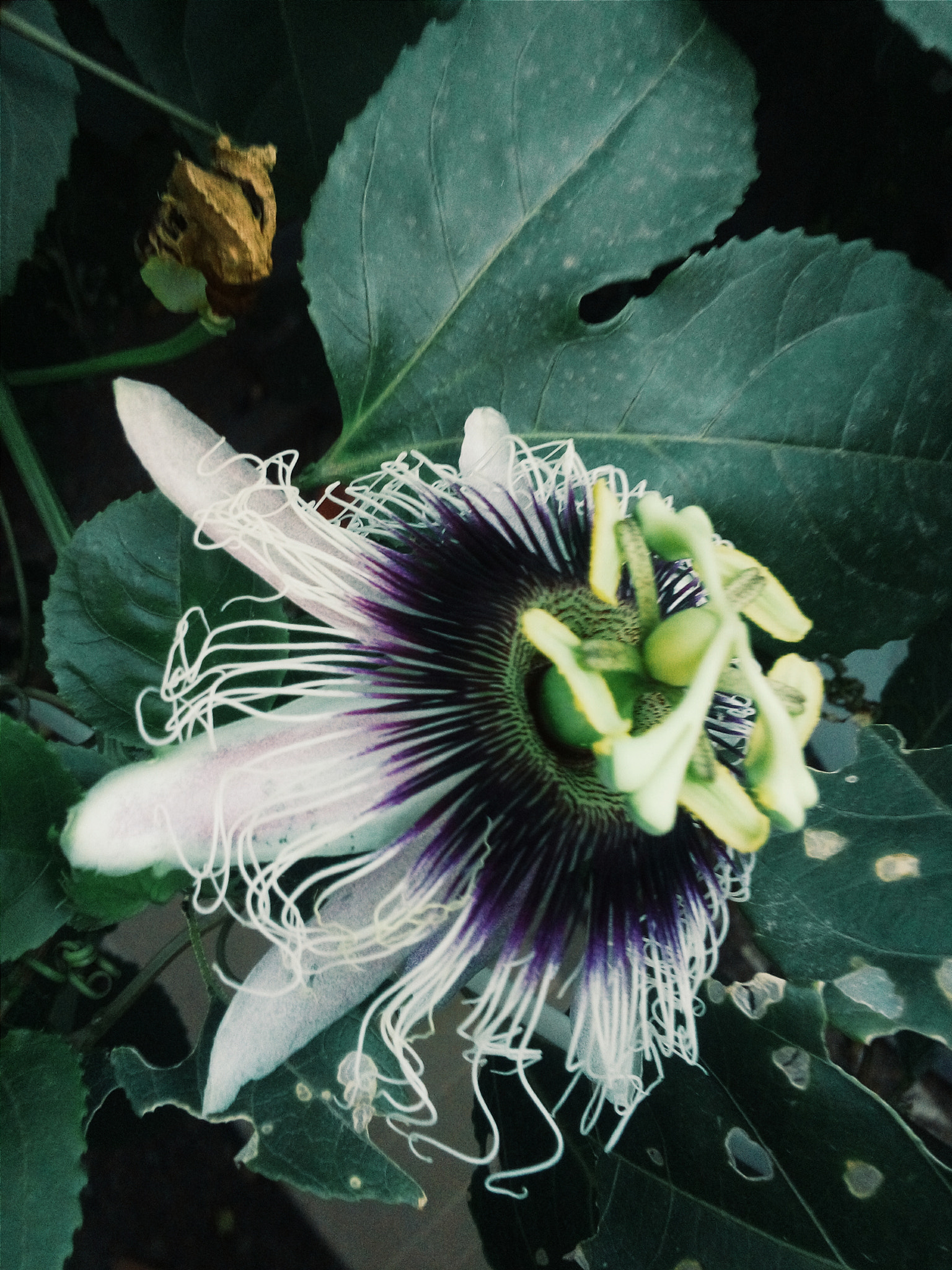 LG L Bello sample photo. Natureza 1/3 photography