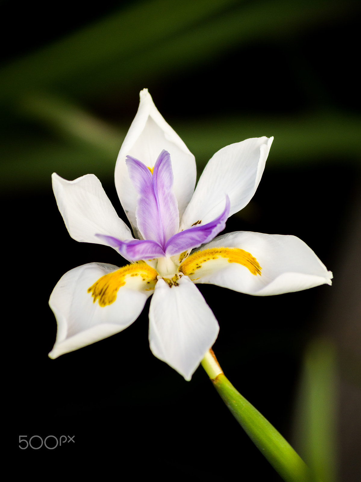 Pentax K-5 sample photo. African iris photography