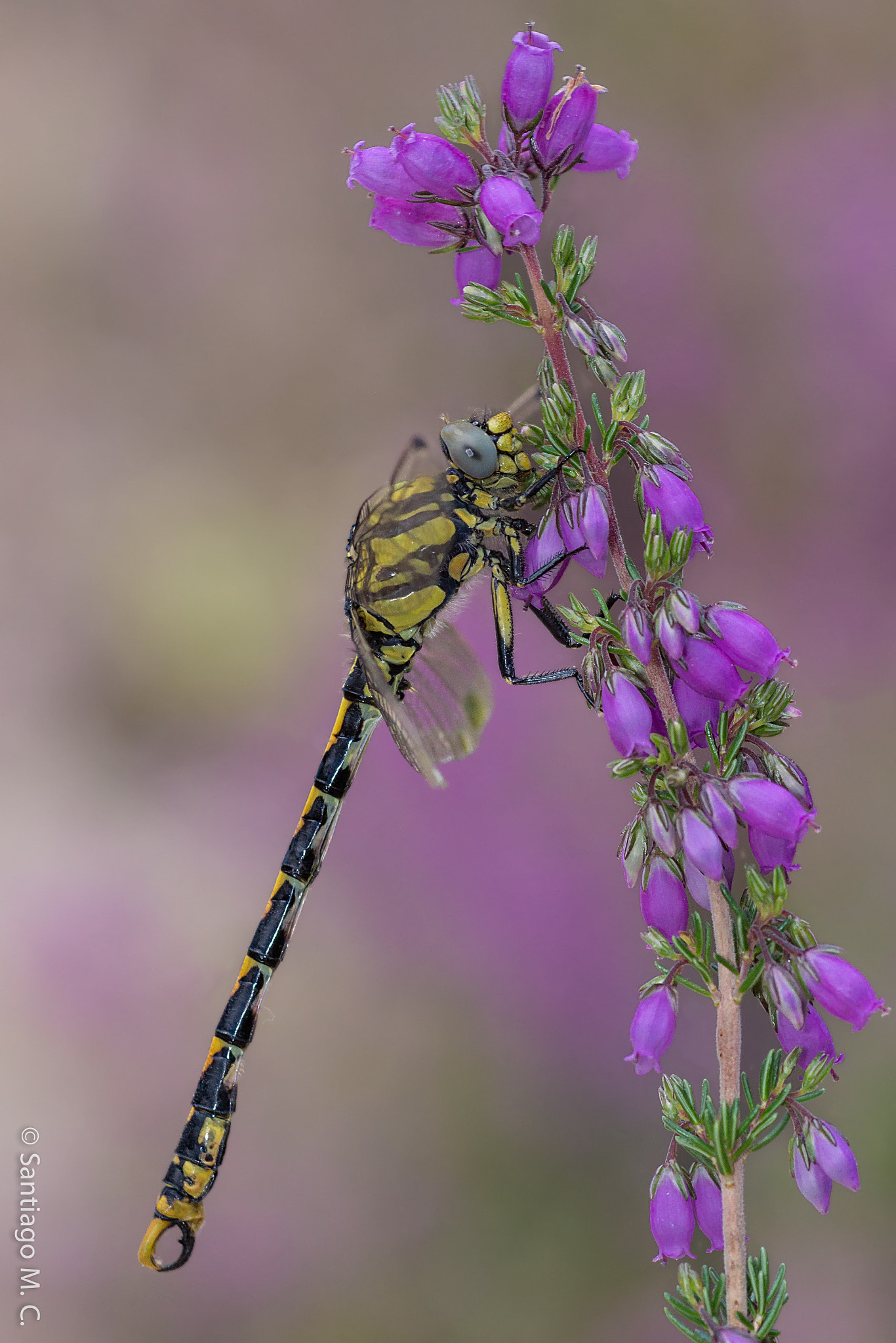 Sony SLT-A77 + Sony 100mm F2.8 Macro sample photo. Onychogomphus uncatus photography