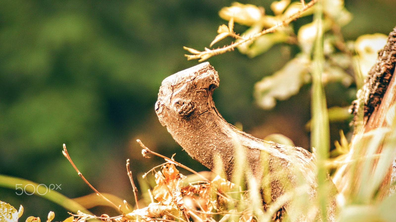 Sony Alpha DSLR-A200 + Tamron Lens (255) sample photo. Twig photography