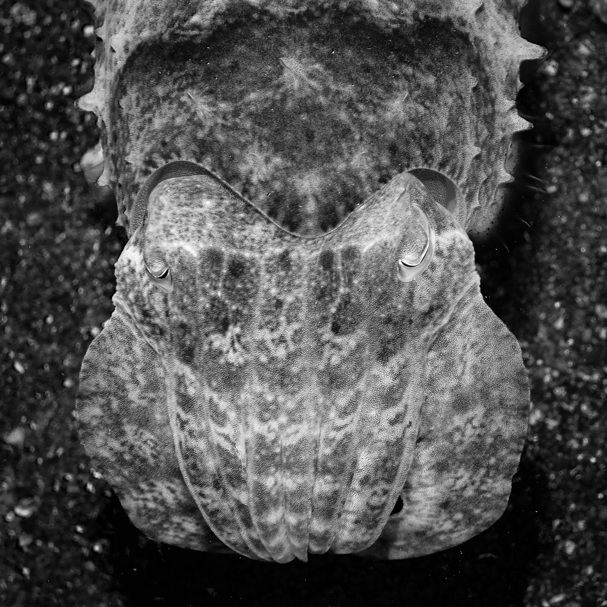 Olympus PEN E-PL5 + Olympus M.Zuiko Digital ED 60mm F2.8 Macro sample photo. Cuttlefish portrait photography