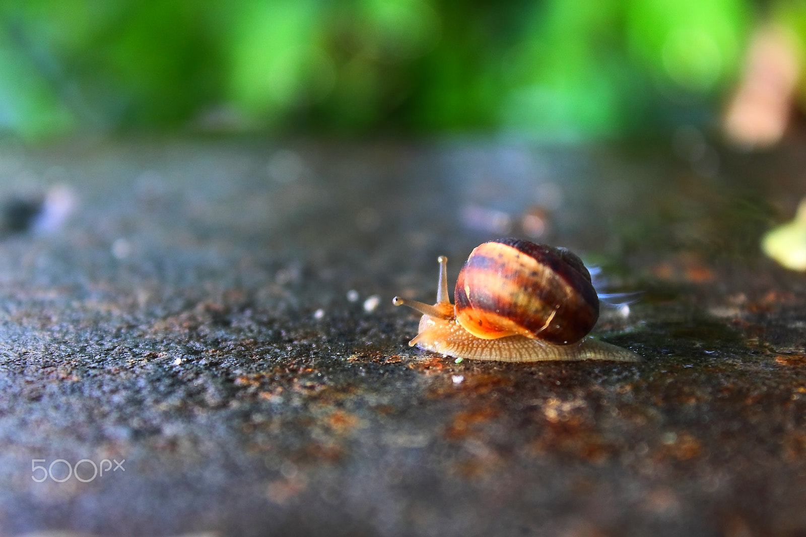 Canon EOS 500D (EOS Rebel T1i / EOS Kiss X3) + Canon EF-S 18-55mm F3.5-5.6 IS sample photo. Just another snail after rain.... photography