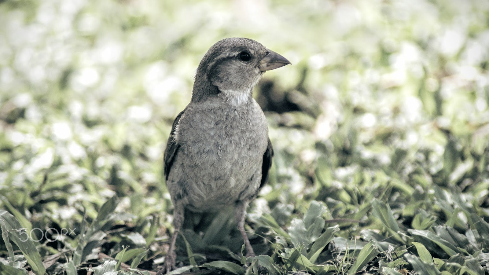 Sony Alpha DSLR-A200 + Tamron Lens (255) sample photo. Attentive photography