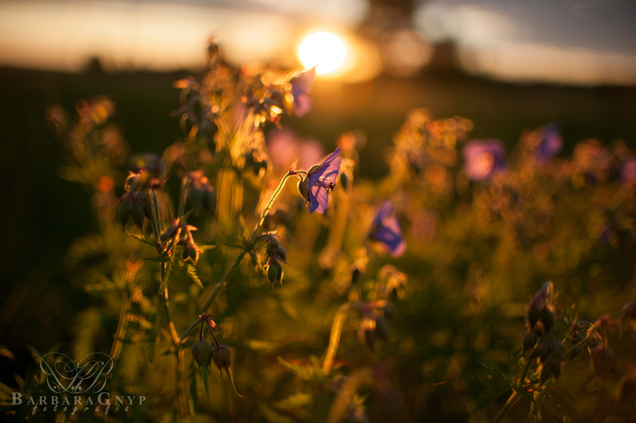 Nikon D700 + Nikon AF-S DX Nikkor 35mm F1.8G sample photo. Sunset 14.06.2016 - flower photography