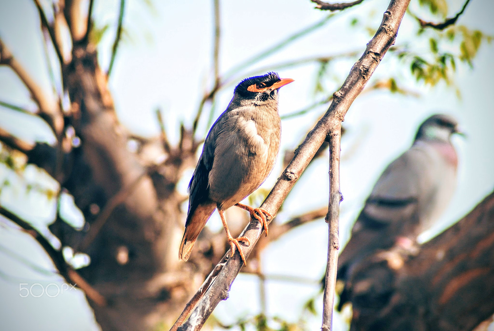 Sony Alpha DSLR-A200 + Tamron Lens (255) sample photo. Perched photography