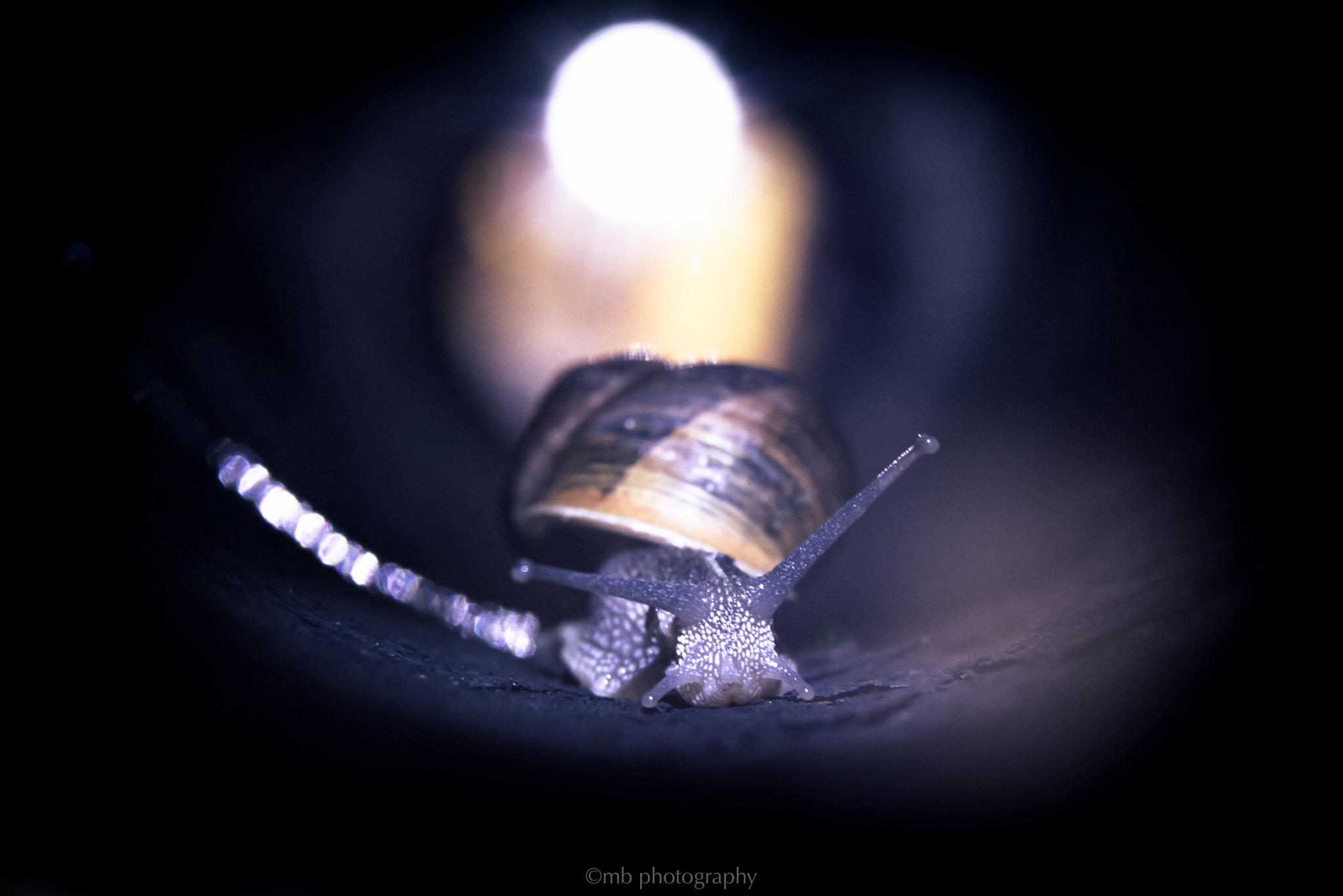 Canon EOS 5D + Sigma 24-70mm F2.8 EX DG Macro sample photo. Snail photography