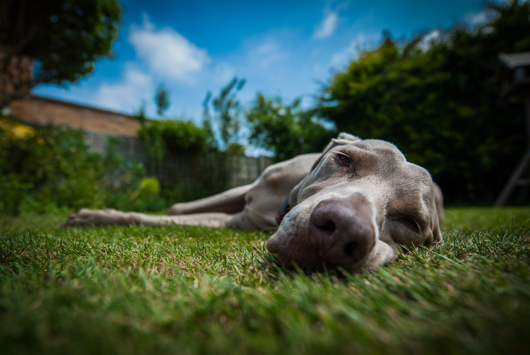 Nikon D200 sample photo. Lola photography