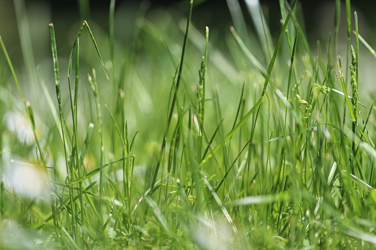 Canon EOS 650D (EOS Rebel T4i / EOS Kiss X6i) + Canon EF 70-200mm F4L USM sample photo. Green green grass photography