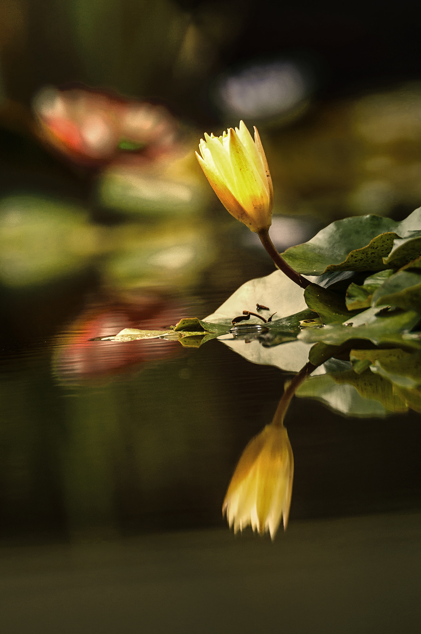 Canon EOS 40D sample photo. Reflection in the botanical garden. photography