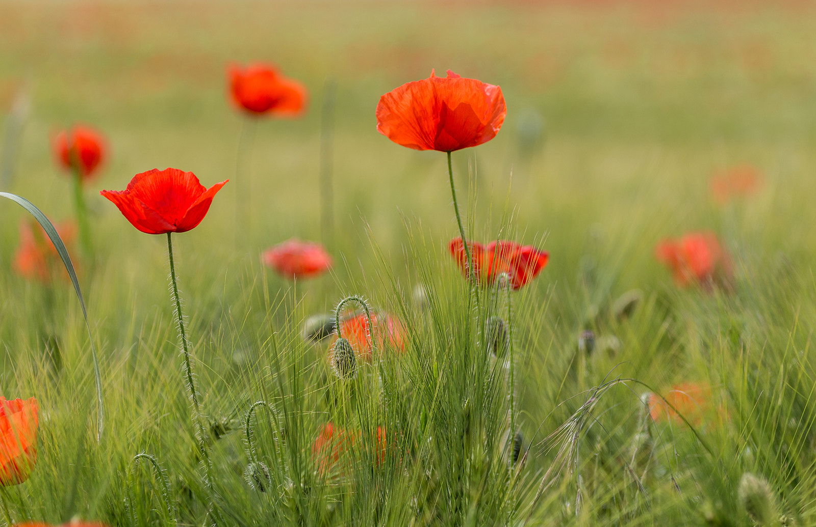 Canon EOS 650D (EOS Rebel T4i / EOS Kiss X6i) + Canon EF 70-200mm F4L USM sample photo. Wild poppies photography