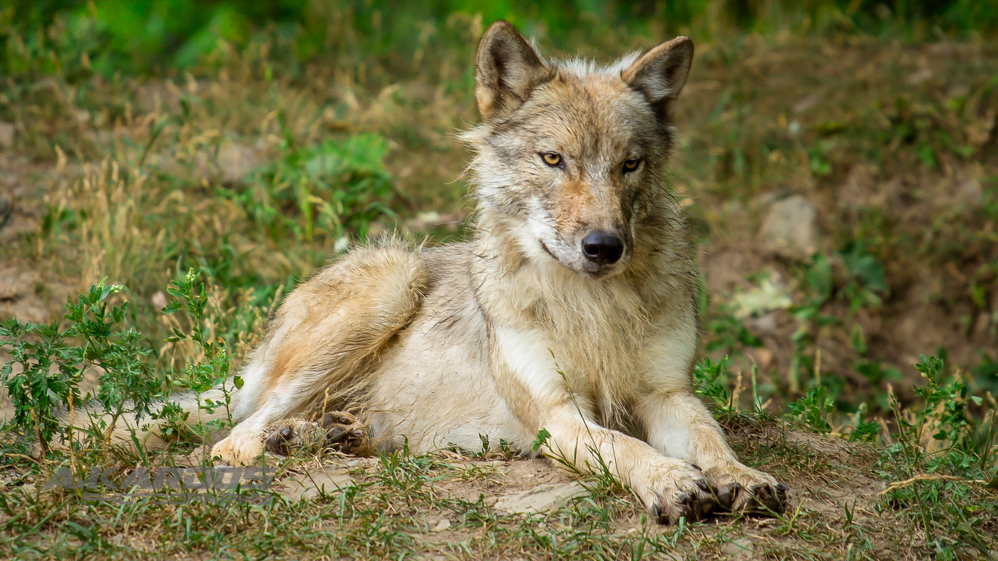 Canon EOS 700D (EOS Rebel T5i / EOS Kiss X7i) + Canon EF 70-200mm F4L USM sample photo. Gray wolf 2- zoo ecomuseum - montreal (2016) photography