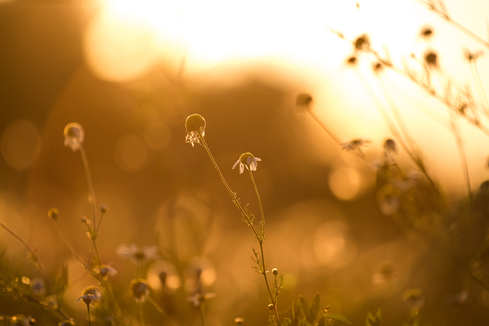 Canon EOS 650D (EOS Rebel T4i / EOS Kiss X6i) + Canon EF 70-200mm F4L USM sample photo. Summertime sadness photography